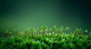 一座島，藏著全世界最濃的苔蘚